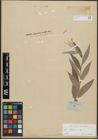 Foto von Salix alba L.